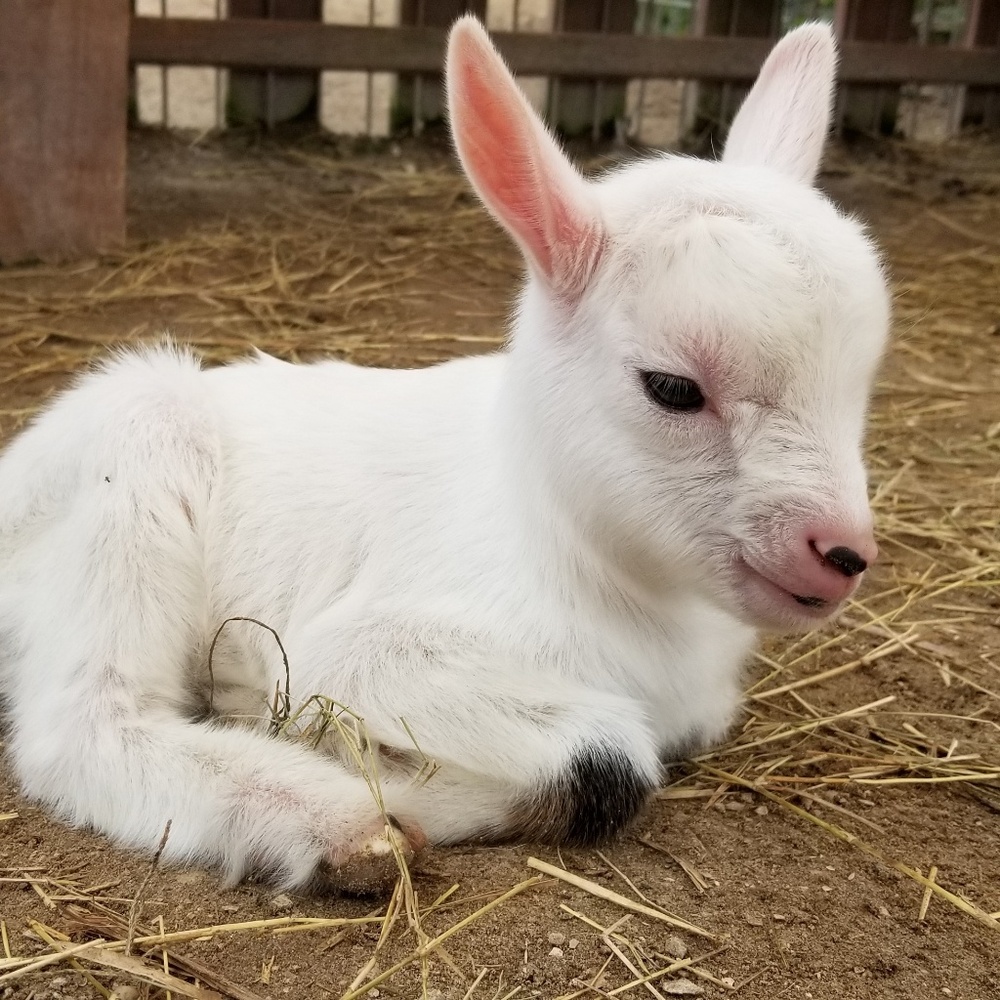 Meet your Posher, Diane